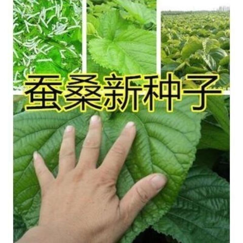 新采长桑葚桑树种子蚕吃的桑叶养蚕专用桑发芽率高