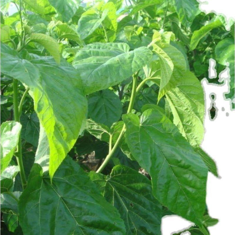 新采长桑葚桑树种子蚕吃的桑叶养蚕专用桑发芽率高