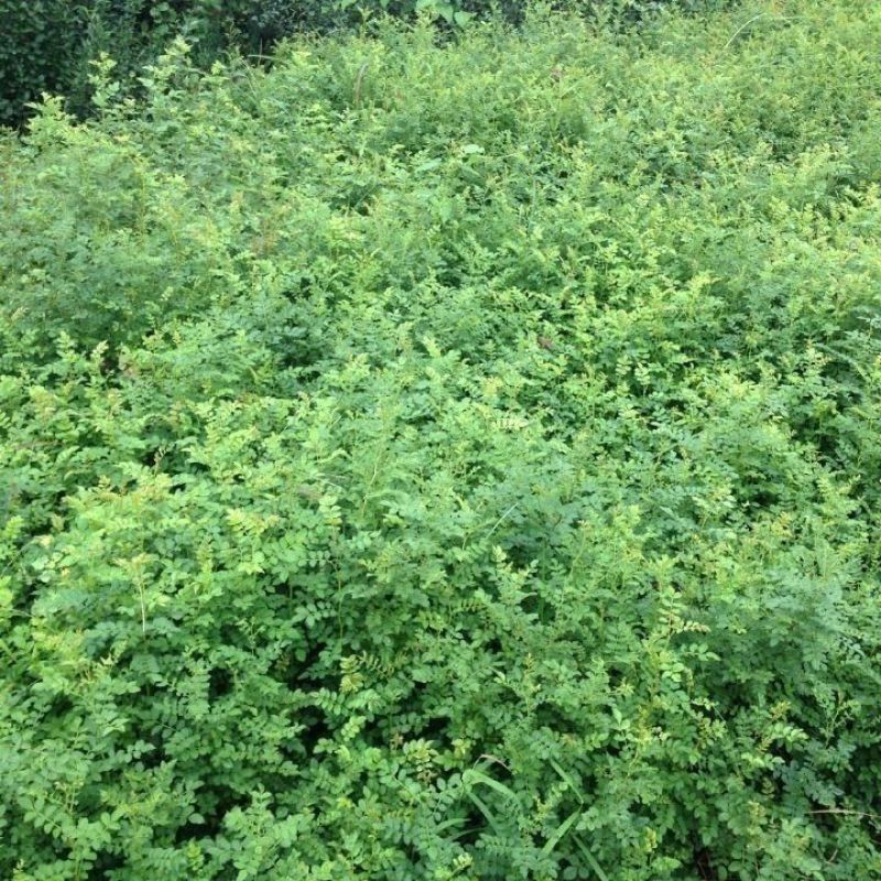 刺梨种子当年结果刺梨树苗黄刺梅种子梨梅贵州刺