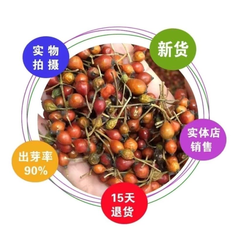 耐寒蔷薇种子日本无刺蔷薇嫁接玫瑰藤本大花月季红刺玫黄刺玫