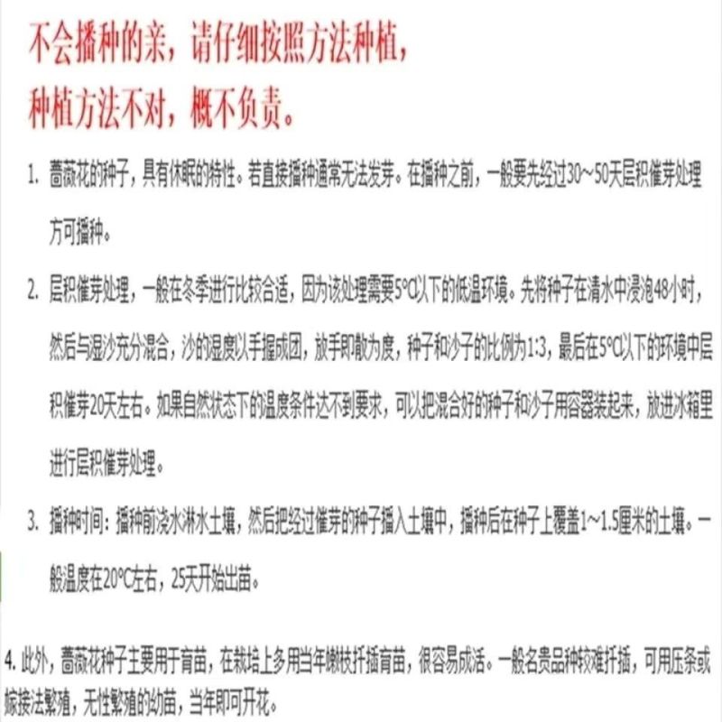 耐寒蔷薇种子日本无刺蔷薇嫁接玫瑰藤本大花月季红刺玫黄刺玫