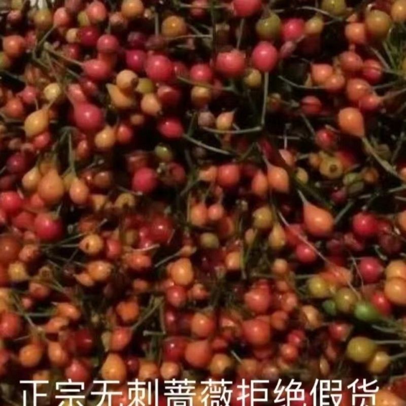 耐寒蔷薇种子日本无刺蔷薇嫁接玫瑰藤本大花月季红刺玫黄刺玫