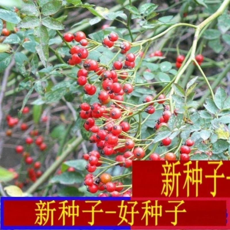 耐寒蔷薇种子日本无刺蔷薇嫁接玫瑰藤本大花月季红刺玫黄刺玫