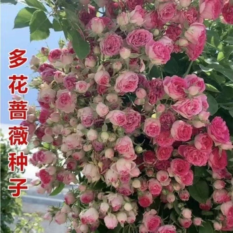 耐寒蔷薇种子日本无刺蔷薇嫁接玫瑰藤本大花月季红刺玫黄刺玫