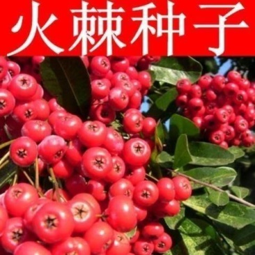 新采火棘种子火棘种籽林木树种沙棘围墙铁篱笆种子红刺木耐旱