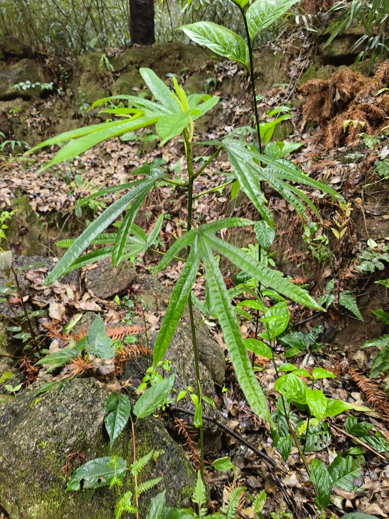 无硫柳州苗山五指毛桃鲜统、切段/精扎干货，批发零售