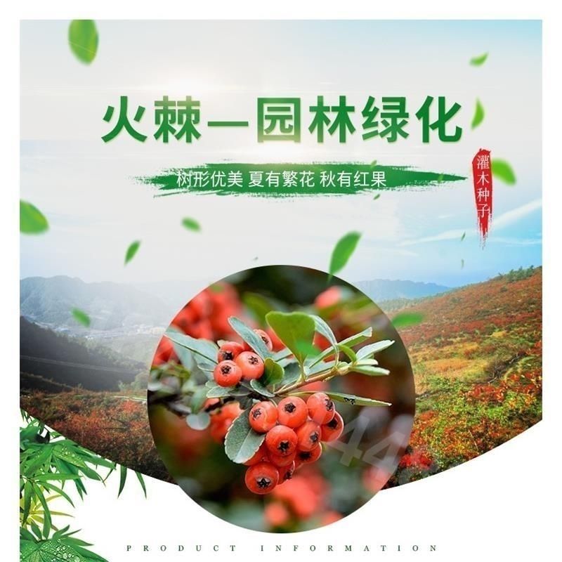 新采火棘种子火棘种籽林木树种沙棘围墙铁篱笆种子红刺木耐旱