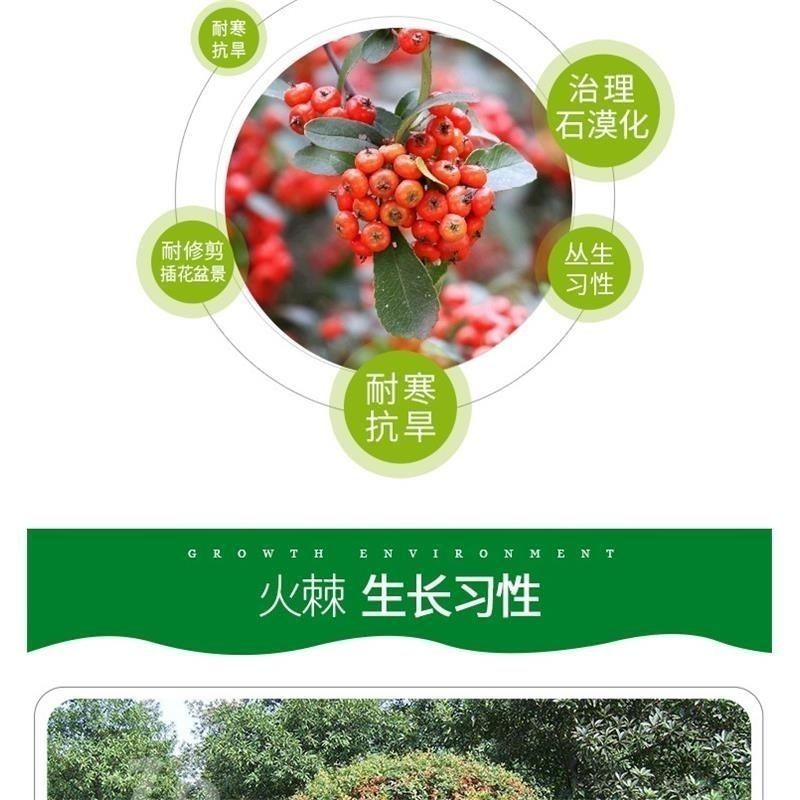 新采火棘种子火棘种籽林木树种沙棘围墙铁篱笆种子红刺木耐旱