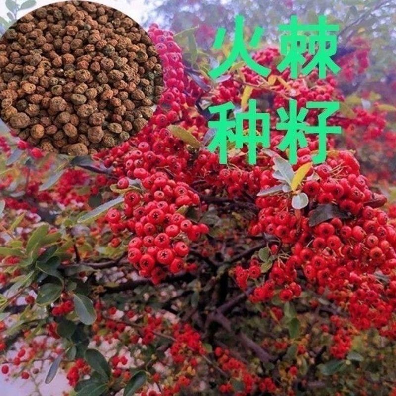 新采火棘种子火棘种籽林木树种沙棘围墙铁篱笆种子红刺木耐旱