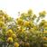 黄花槐种子园林绿化固土护坡多年生耐寒植物花期长行道树林木