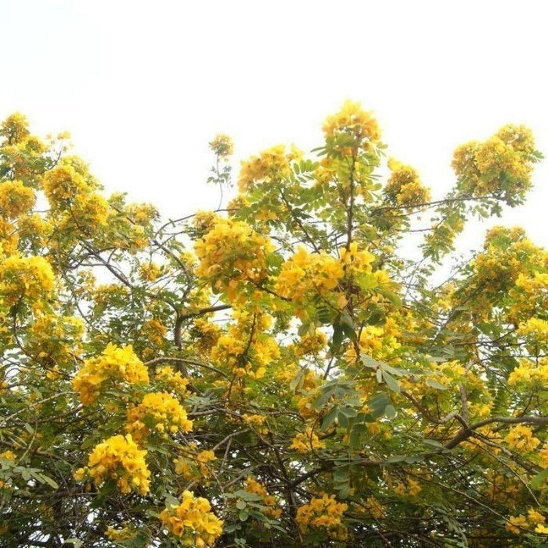 黄花槐种子园林绿化固土护坡多年生耐寒植物花期长行道树林木