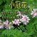 护坡小冠花种子种籽庭院高山坡荒地护坡观赏固土极强地被观赏