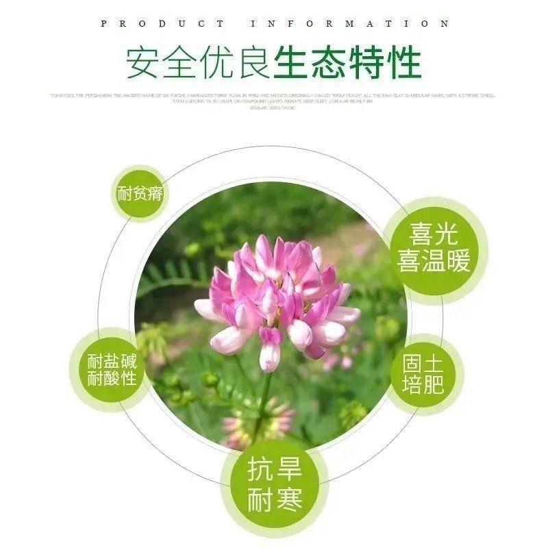 护坡小冠花种子种籽庭院高山坡荒地护坡观赏固土极强地被观赏