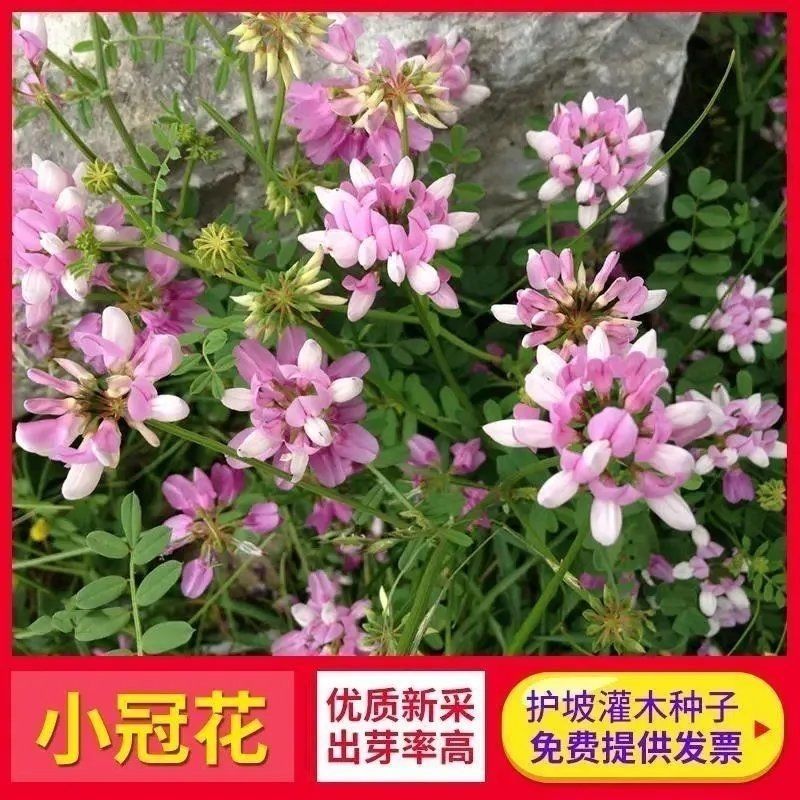 护坡小冠花种子种籽庭院高山坡荒地护坡观赏固土极强地被观赏