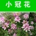 护坡小冠花种子种籽庭院高山坡荒地护坡观赏固土极强地被观赏