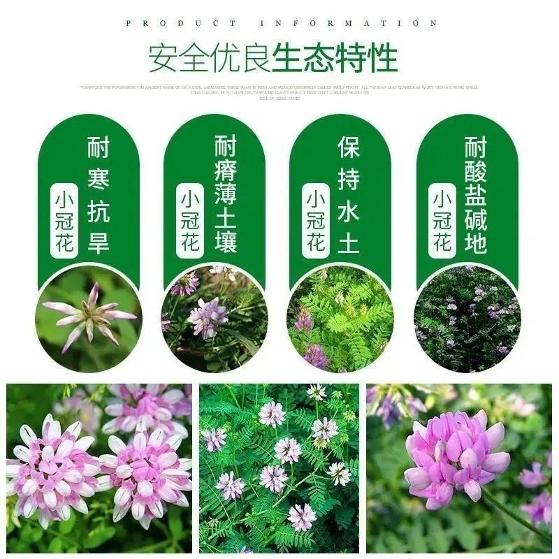 护坡小冠花种子种籽庭院高山坡荒地护坡观赏固土极强地被观赏