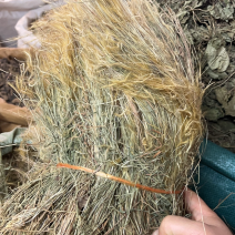 金丝草猫毛草扎巴漂亮货