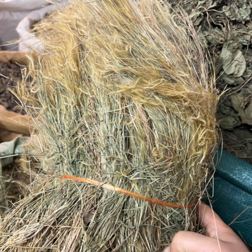 金丝草猫毛草扎巴漂亮货