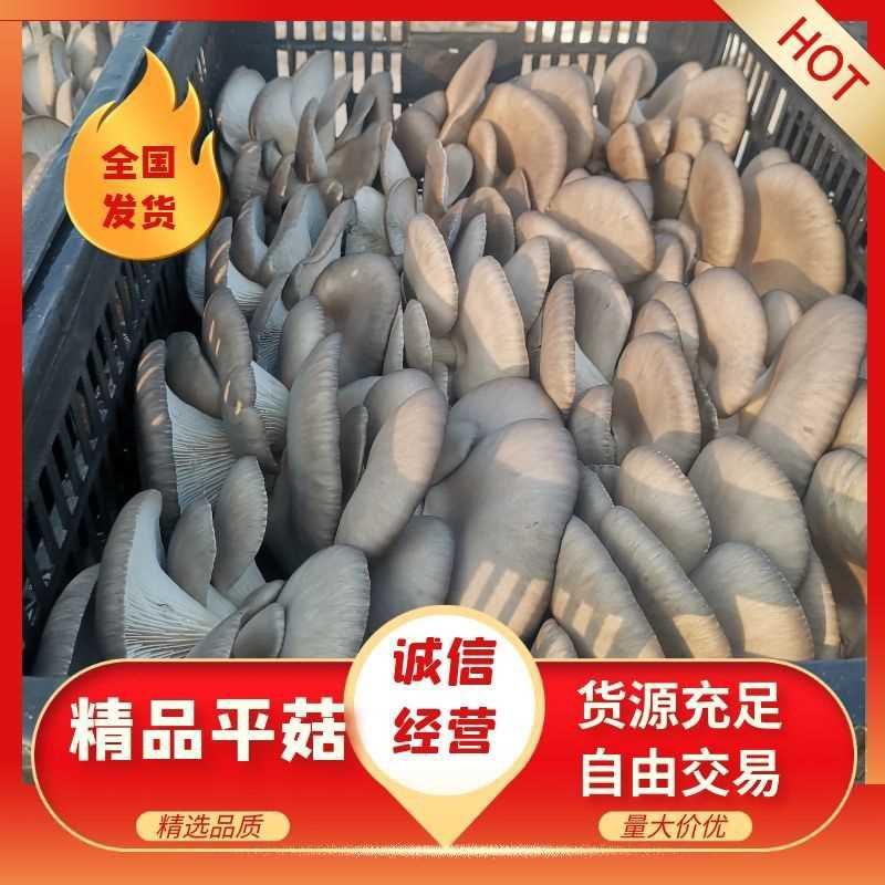 【精选】陕西平菇，灰平菇，货品丰富，品质保证，全国发货