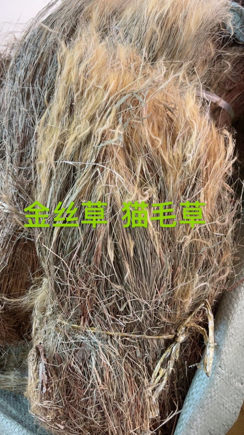 金丝草猫毛草扎巴漂亮货