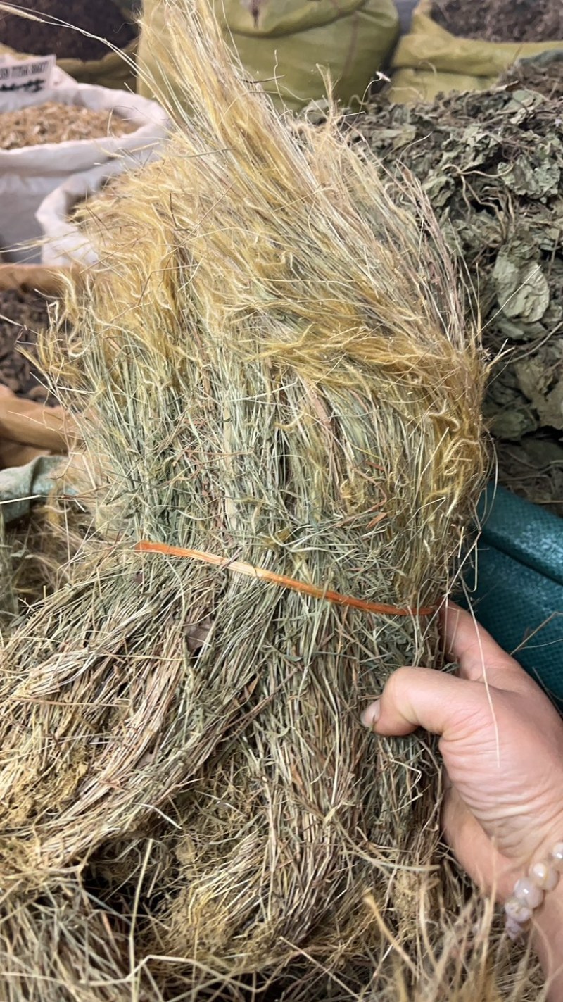 金丝草猫毛草扎巴漂亮货