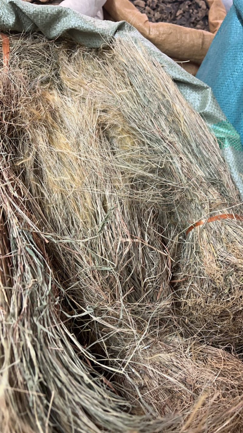 金丝草猫毛草扎巴漂亮货