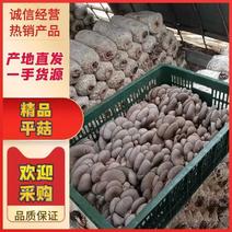 【精选】平菇，黑平菇，一手货源，品质保证，全国发货