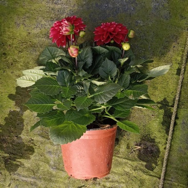 小丽花