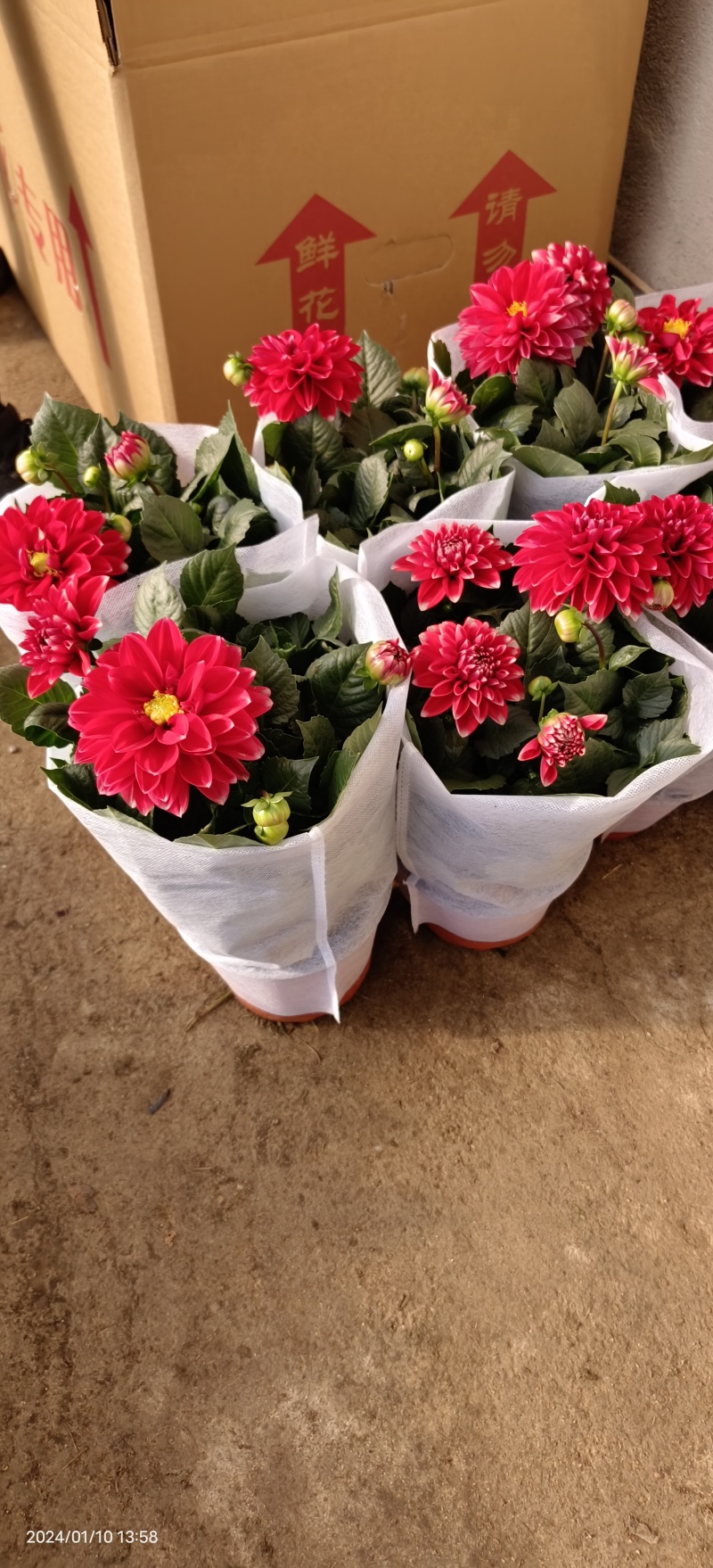 小丽花