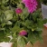 小丽花