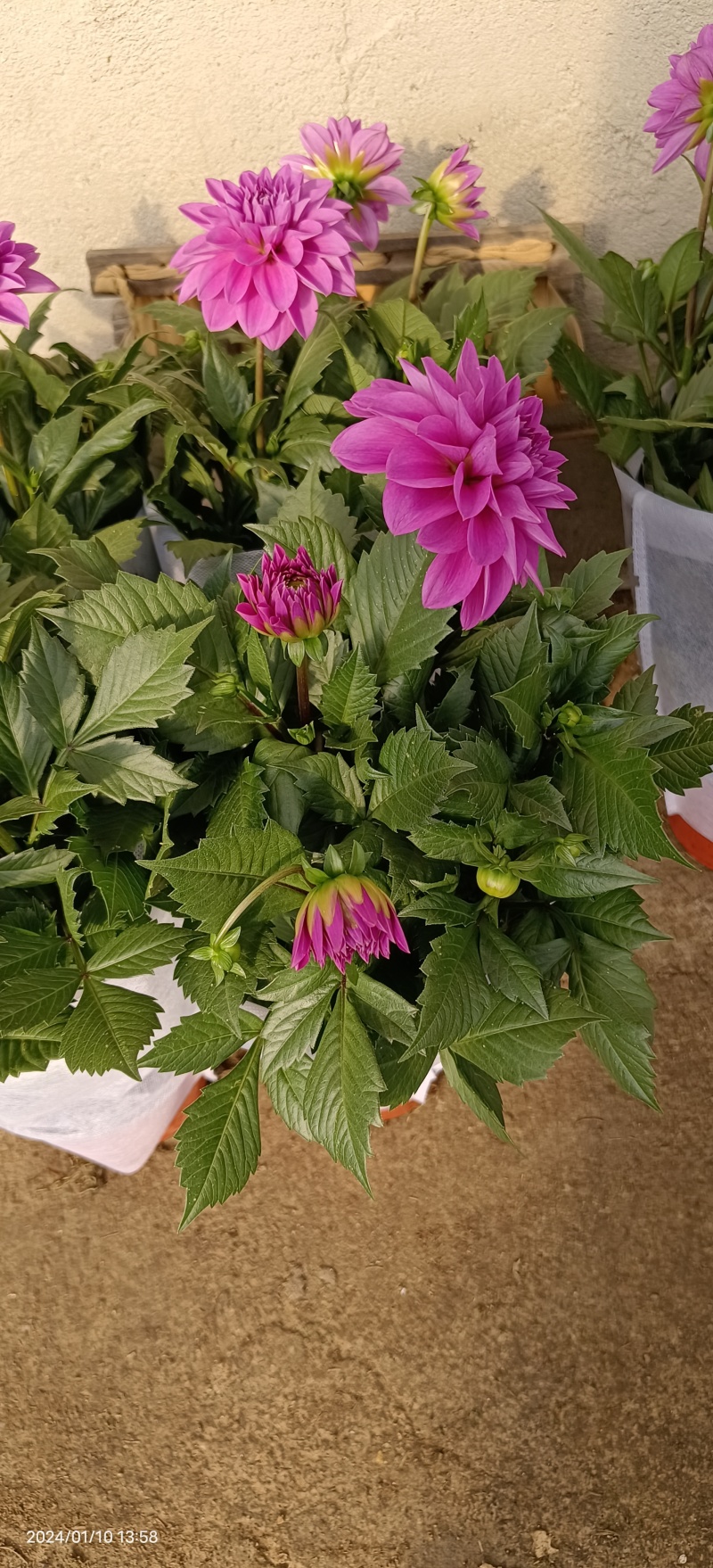 小丽花