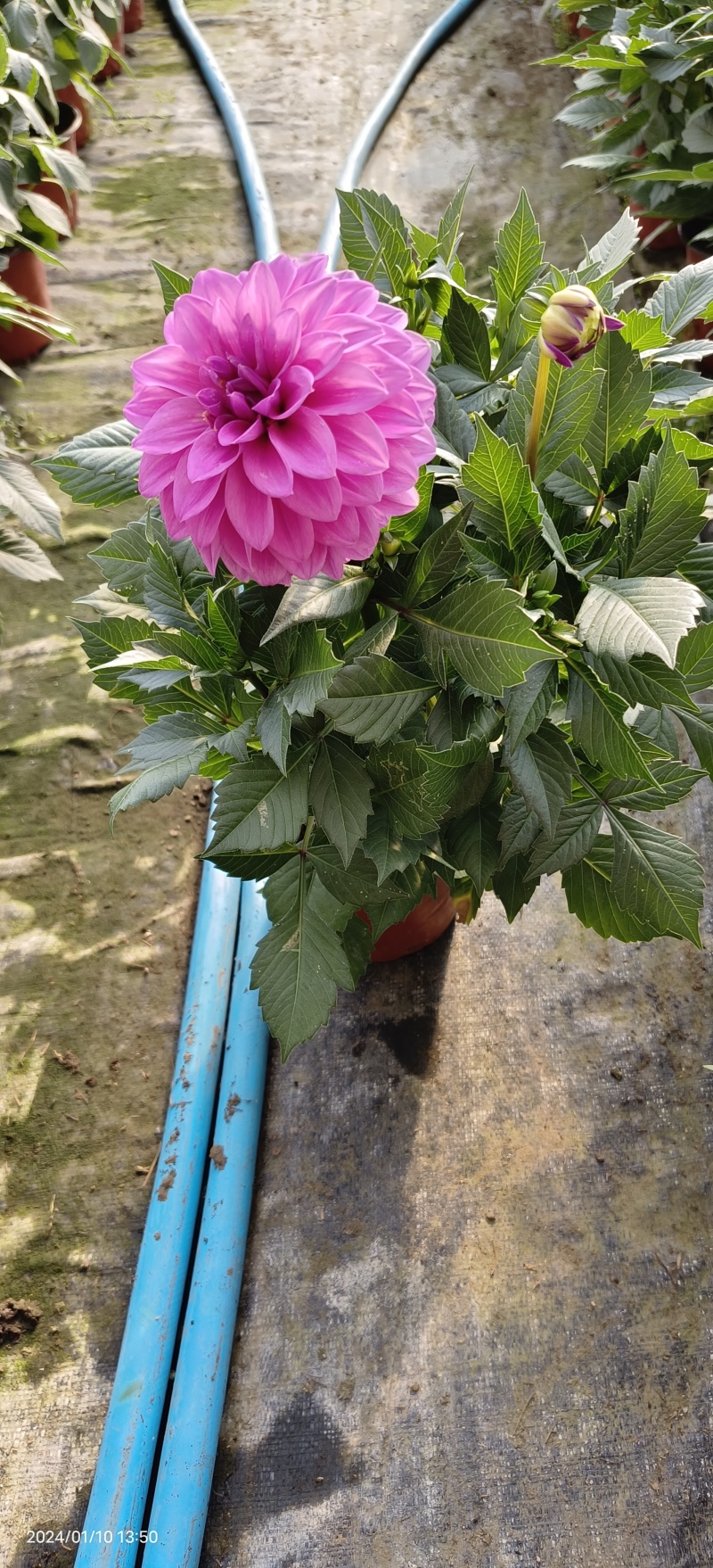 小丽花
