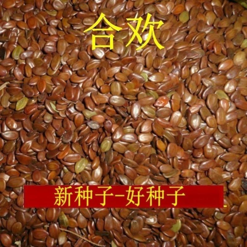 合欢种子粉红合欢籽山合欢绒花树种子银合欢种子金合欢种子包