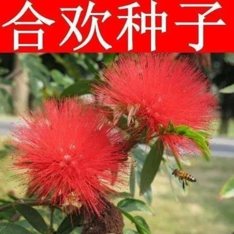 合欢种子粉红合欢籽山合欢绒花树种子银合欢种子金合欢种子包