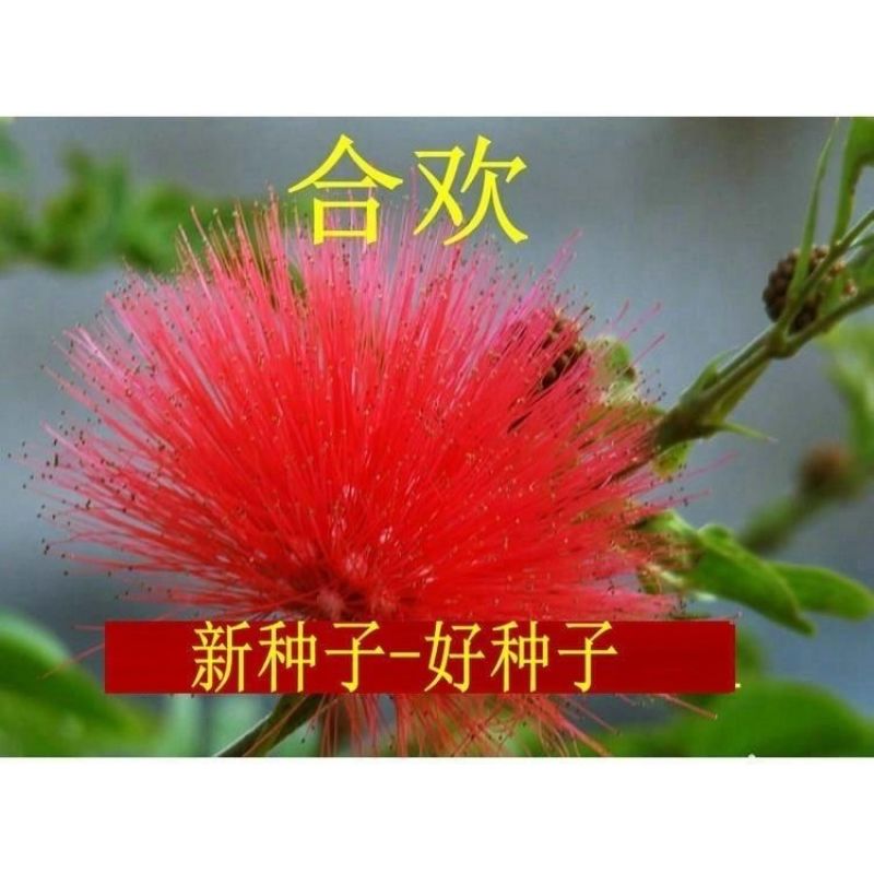 合欢种子粉红合欢籽山合欢绒花树种子银合欢种子金合欢种子包