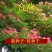 合欢种子粉红合欢籽山合欢绒花树种子银合欢种子金合欢种子包
