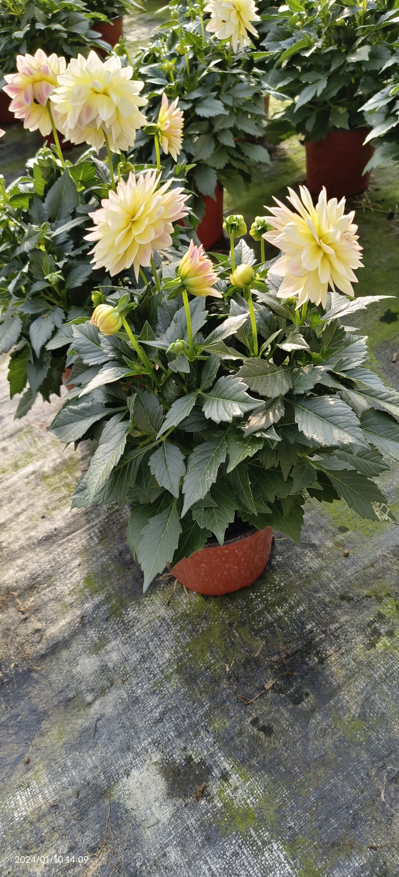 小丽花