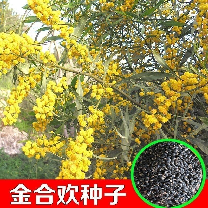 合欢种子粉红合欢籽山合欢绒花树种子银合欢种子金合欢种子包