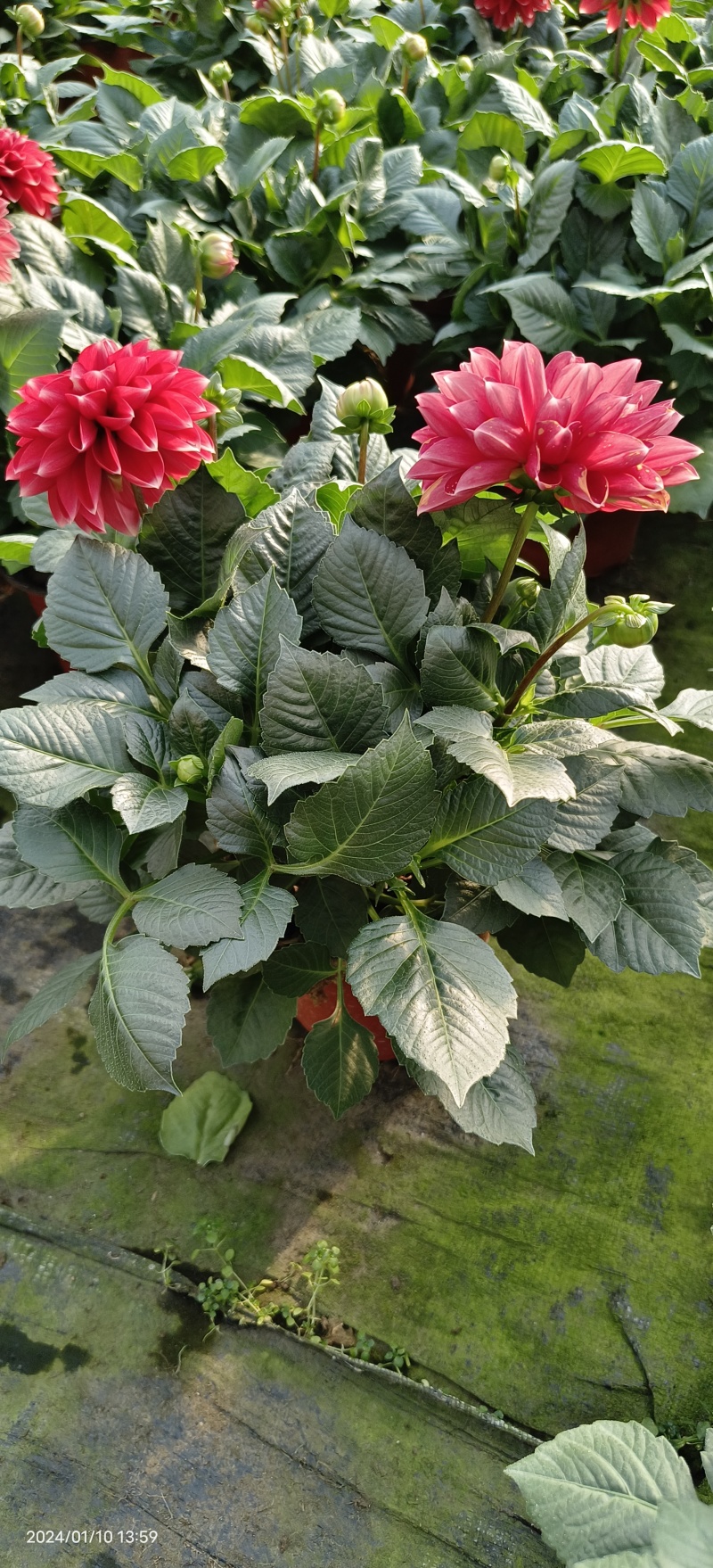 小丽花