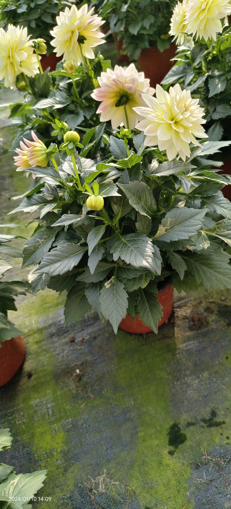 小丽花