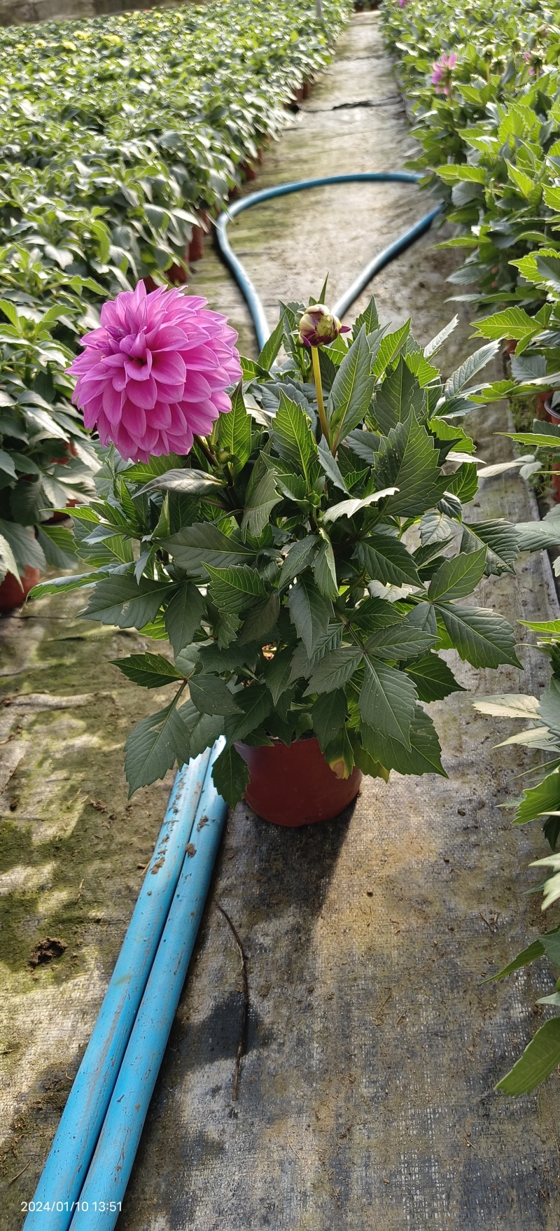 小丽花
