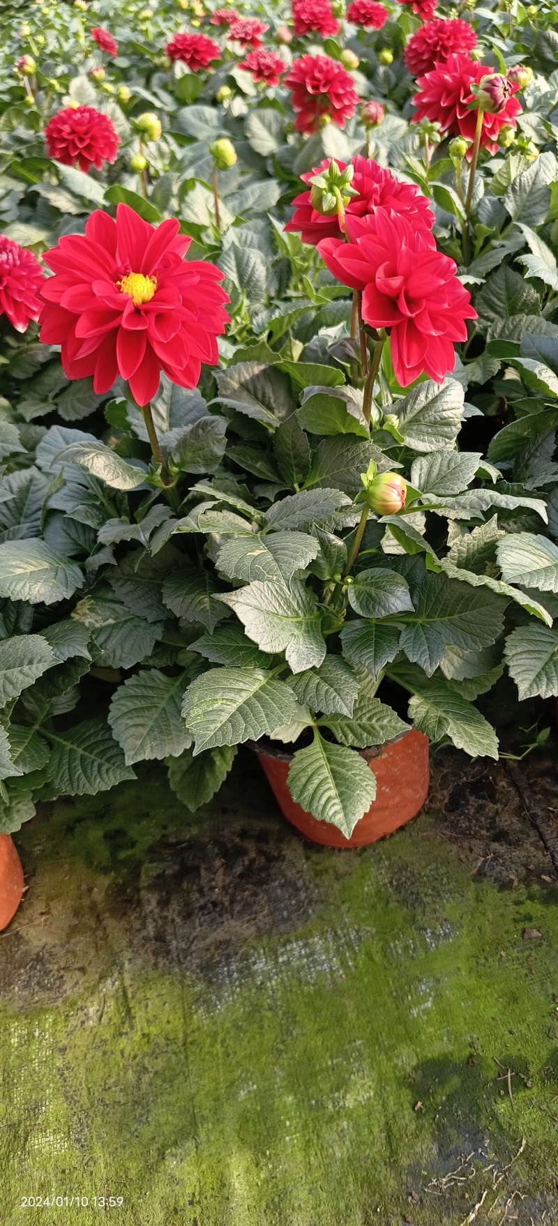 小丽花