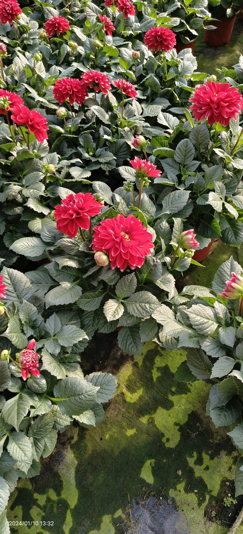 小丽花