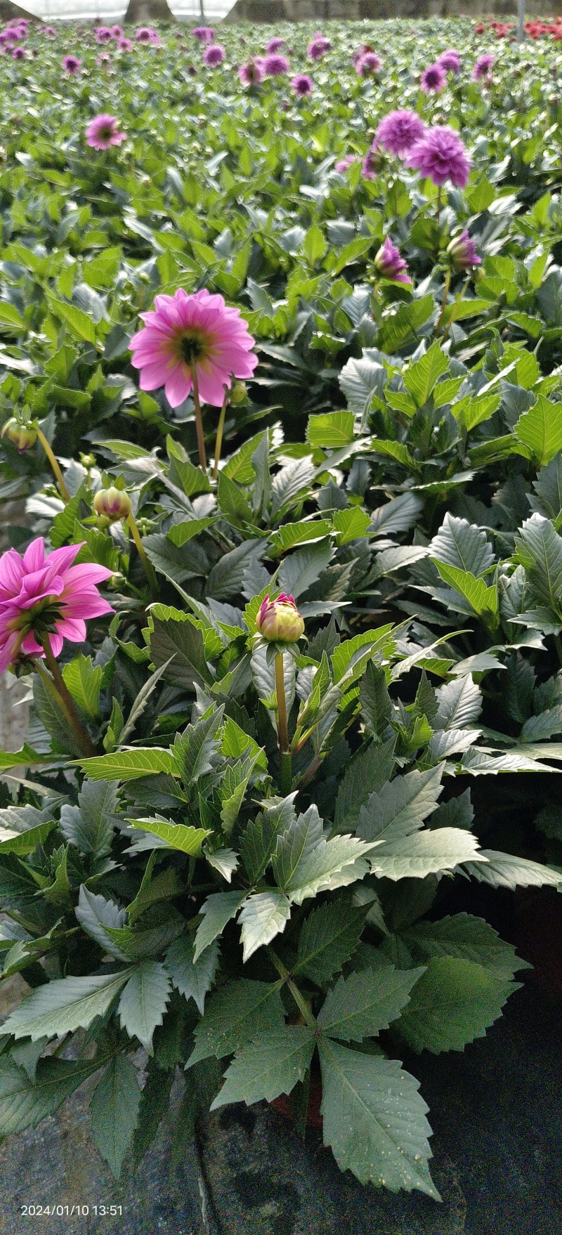 小丽花