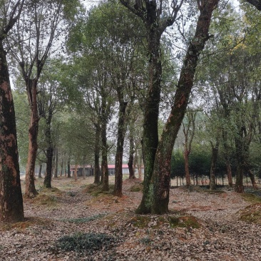 移栽香樟