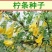 批发林木种子柠条种子小叶锦鸡儿种子多花灌木绿化树
