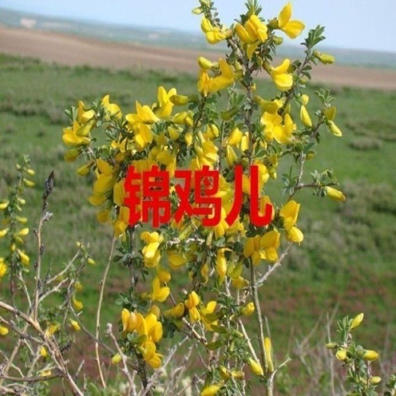 批发林木种子柠条种子小叶锦鸡儿种子多花灌木绿化树