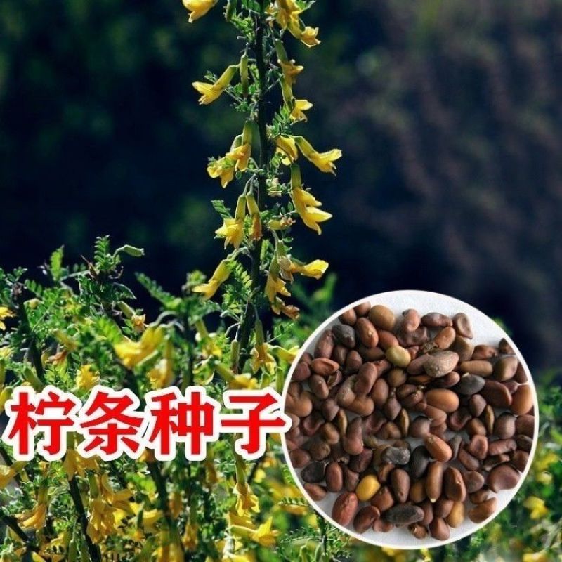 批发林木种子柠条种子小叶锦鸡儿种子多花灌木绿化树
