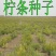 批发林木种子柠条种子小叶锦鸡儿种子多花灌木绿化树