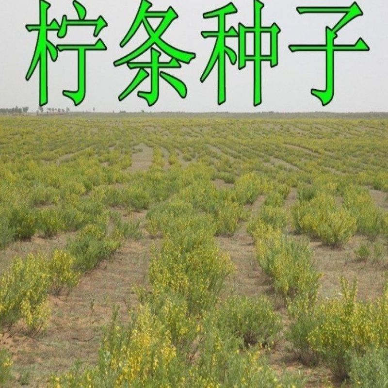 批发林木种子柠条种子小叶锦鸡儿种子多花灌木绿化树